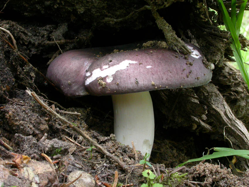 Russulaceae