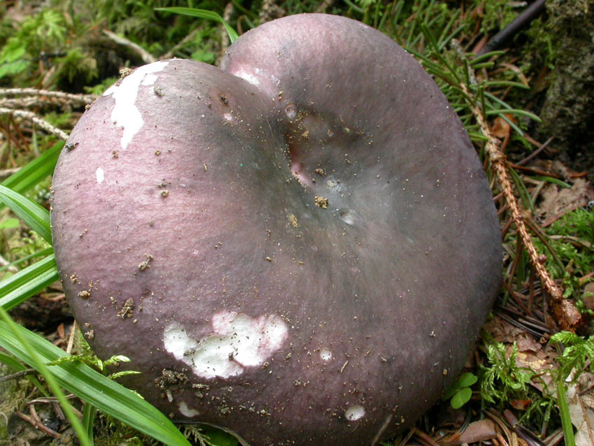 Russulaceae