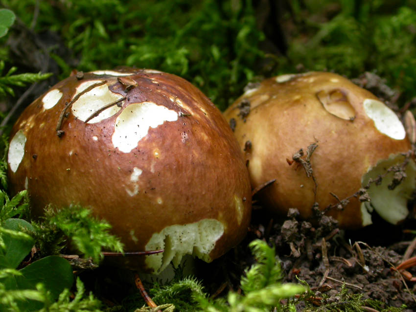 Russulaceae