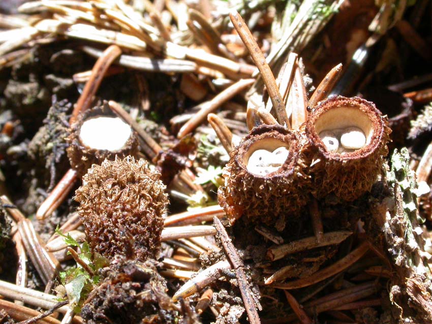 Cyathus striatus