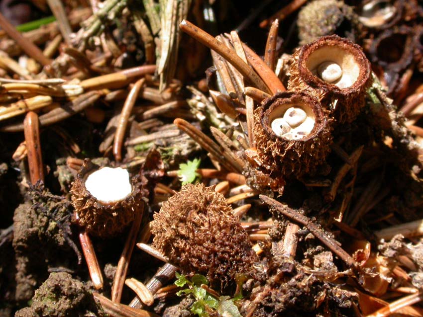 Cyathus striatus