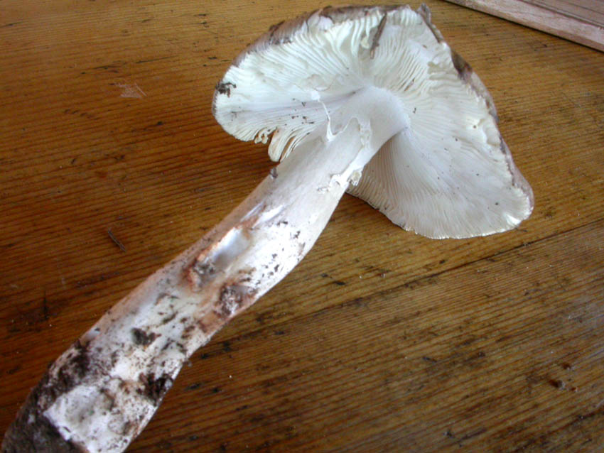 Amanita sp.