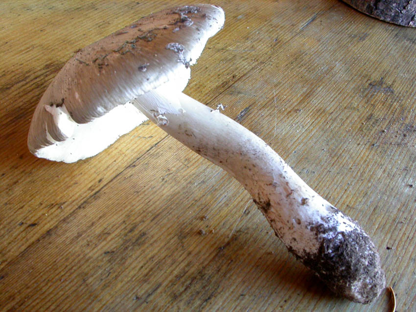 Amanita sp.