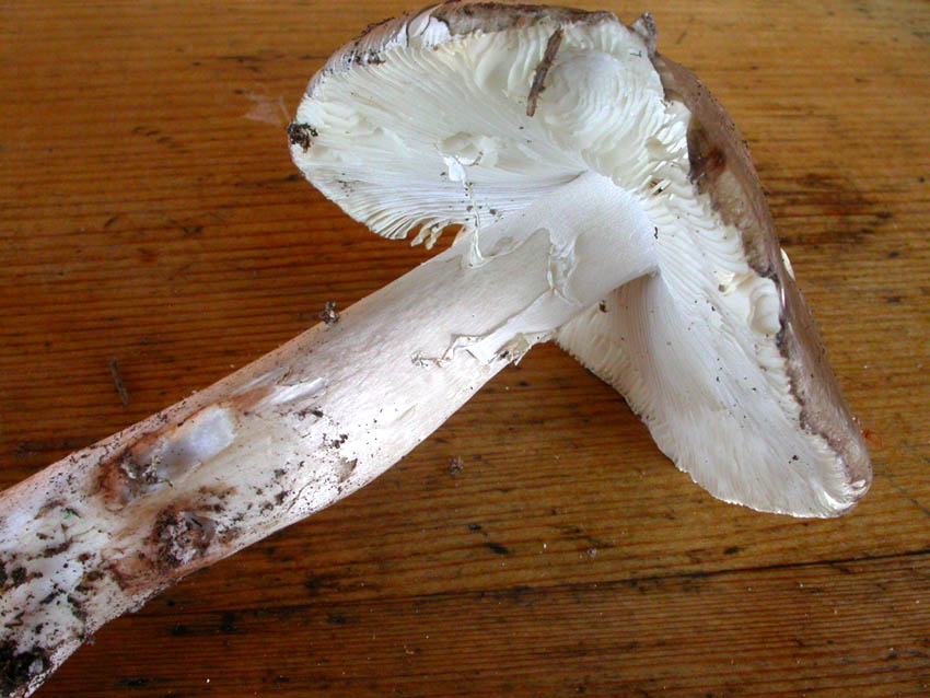 Amanita sp.