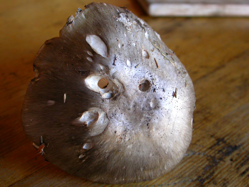 Amanita sp.