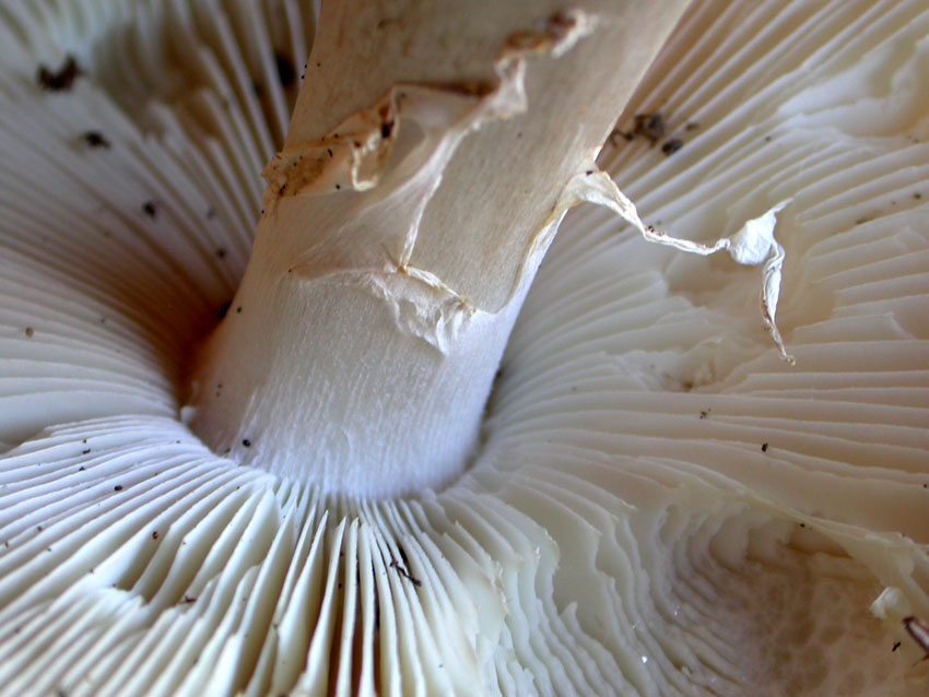 Amanita sp.