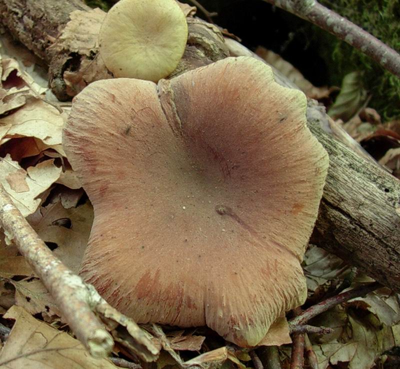 Polyporus varius