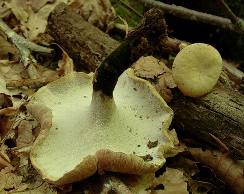 Polyporus varius