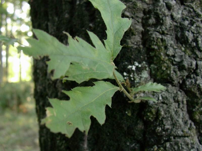 Clinopodium vulgare e Quercus cerris