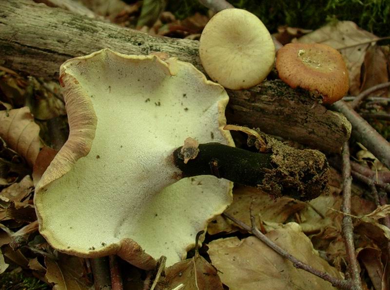 polyporus varius