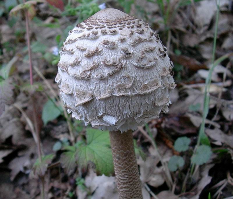 Macrolepiota procera 30.08.05