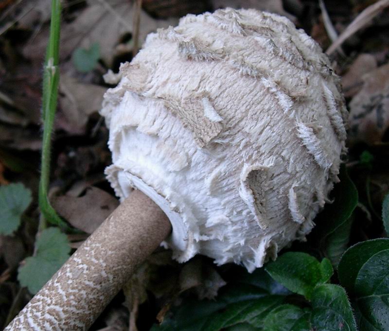 Macrolepiota procera 30.08.05