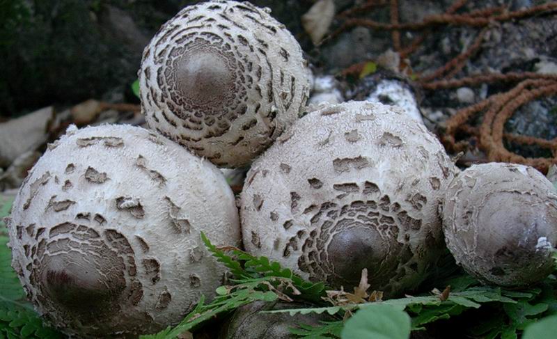 Macrolepiota procera 30.08.05