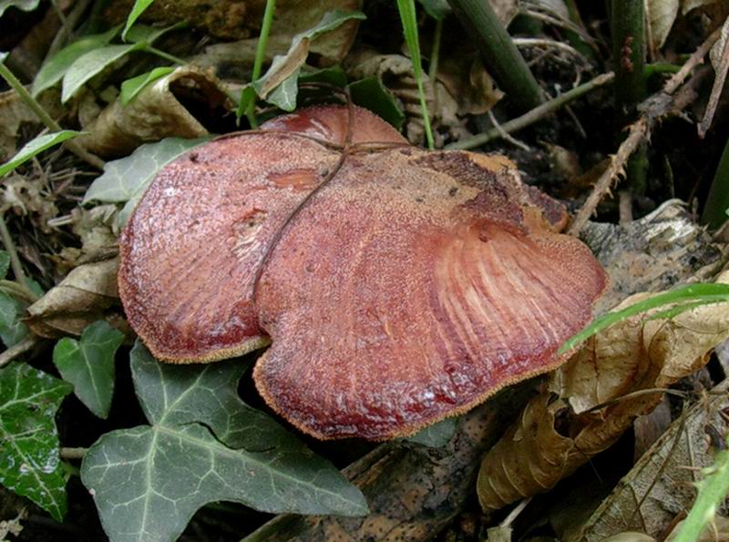 Fistulina hepatica 30.08.05