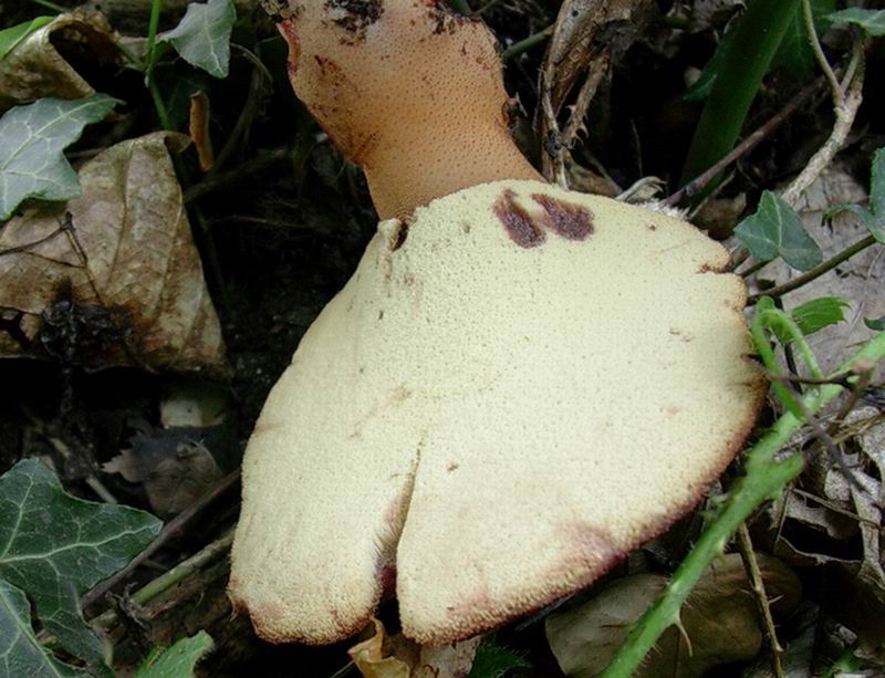 Fistulina hepatica 30.08.05