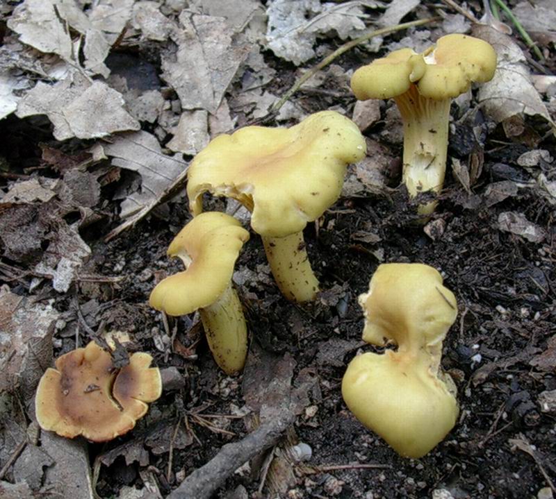 cantharellus cibarius 30.08.05.