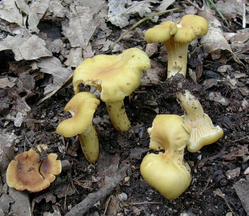 cantharellus cibarius 30.08.05.