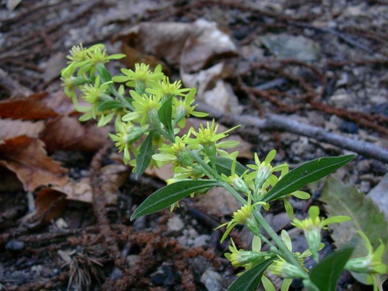 Solidago virgaurea