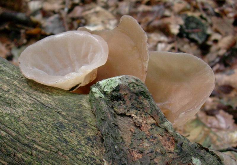 Auricularia auricula -judae 20.09.05