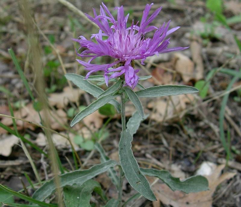 Centaurea sp. e Cephalaria leucantha