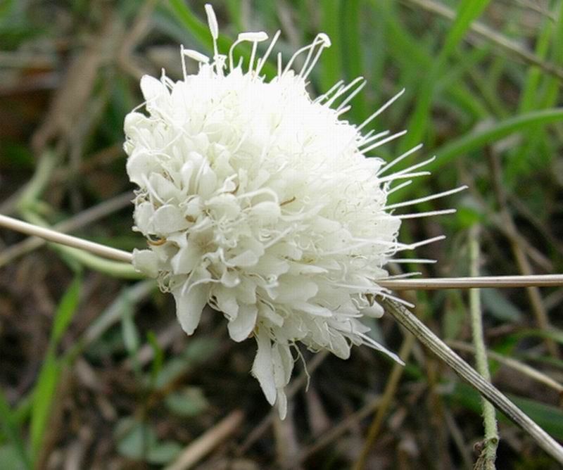 Centaurea sp. e Cephalaria leucantha