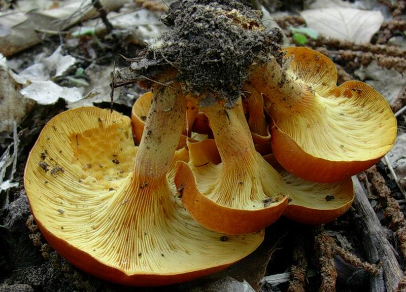 Omphalotus olearius  02.09.05