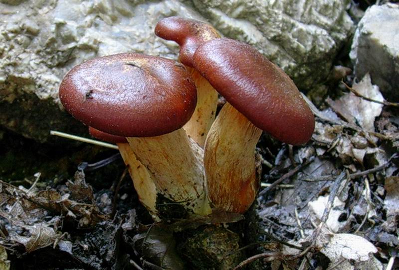 omphalotus olearius. 06.09.05