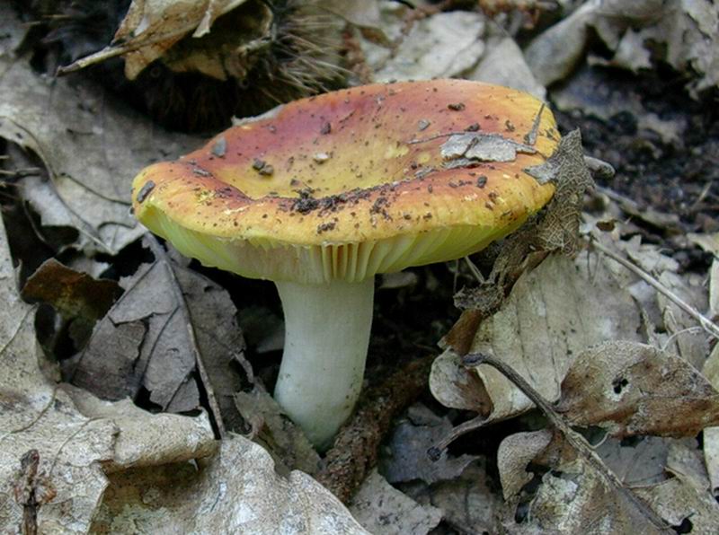 Russula aurea 06.09.05