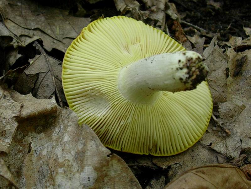 Russula aurea 06.09.05