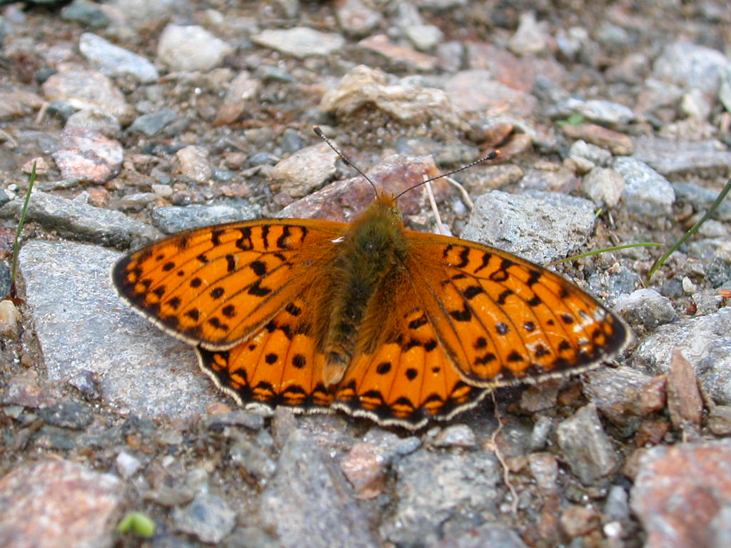 Syngrapha ain  e Argynnis aglaja