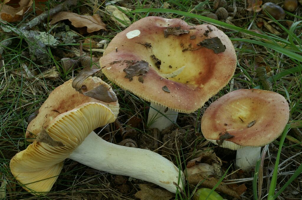 Russula decipiens