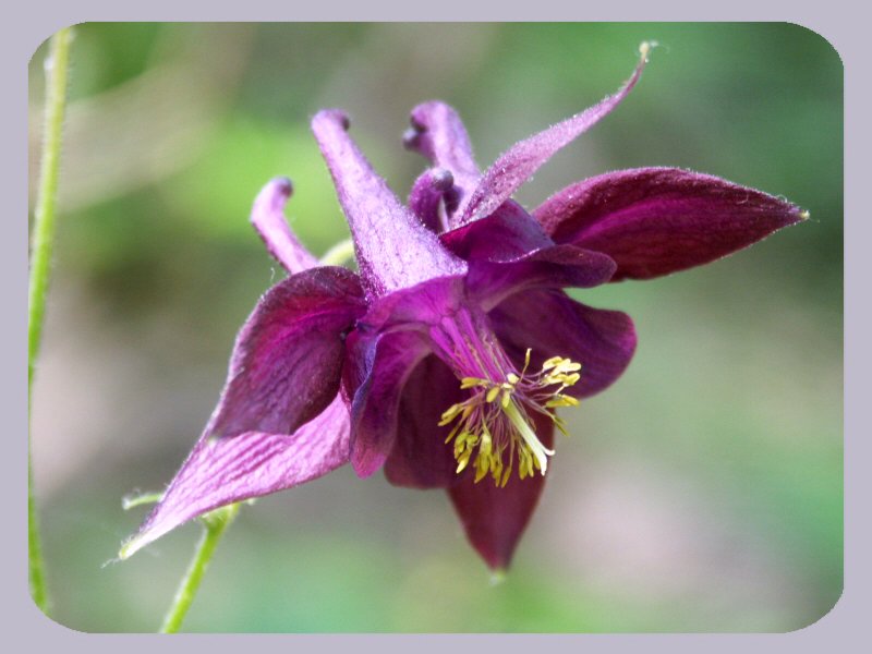 aquilegia vulgaris e Aquilegia atrata