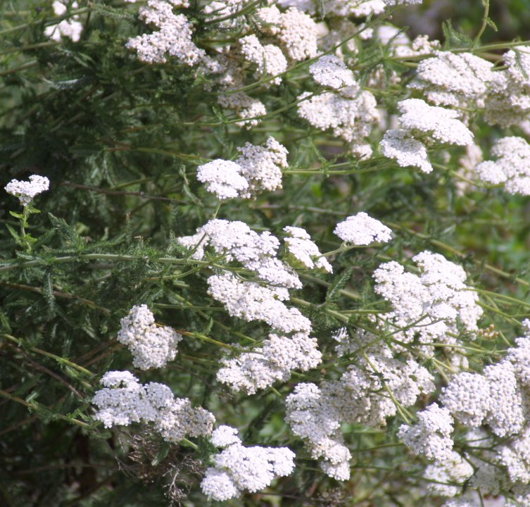 Achillea millefolium