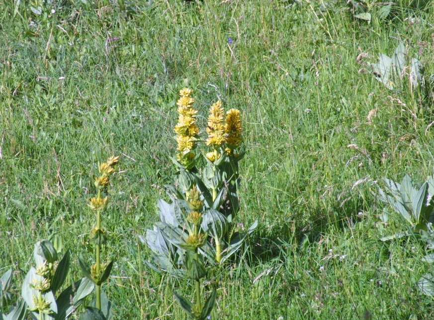 Gentiana lutea / Genziana maggiore