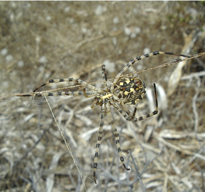 Argiope lobata