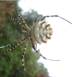 Argiope lobata