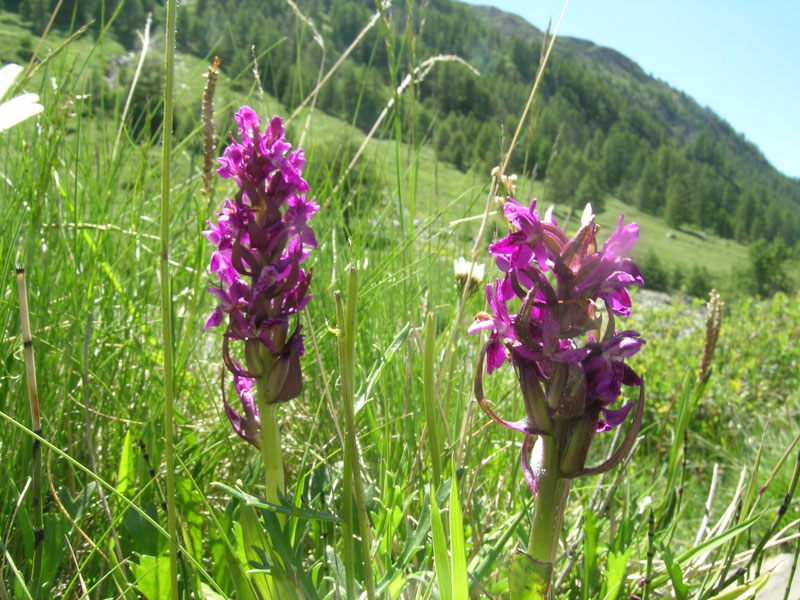 Dactylorhiza...