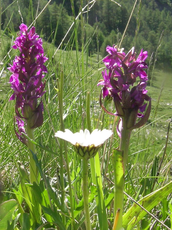 Dactylorhiza...