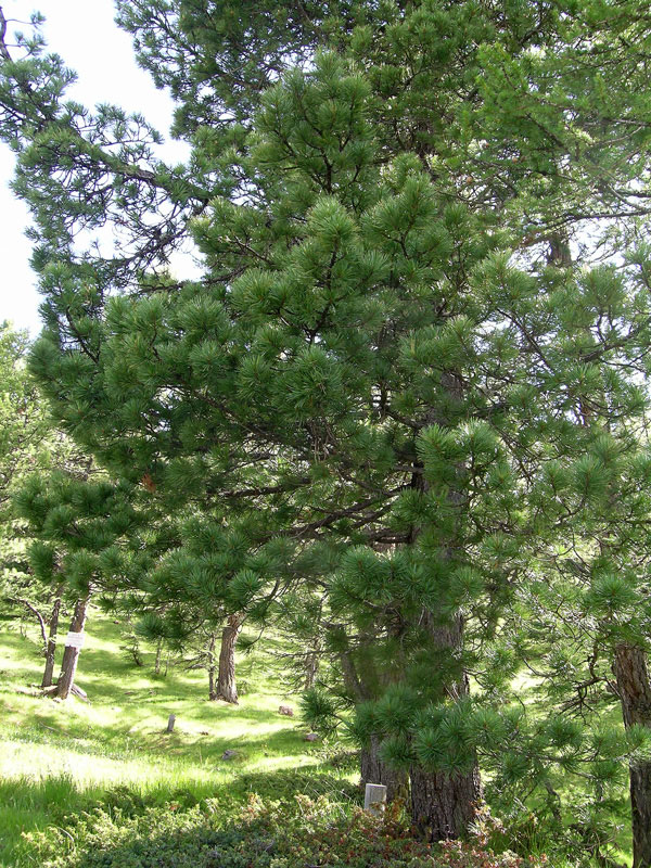 Pinus cembra / Pino cembro