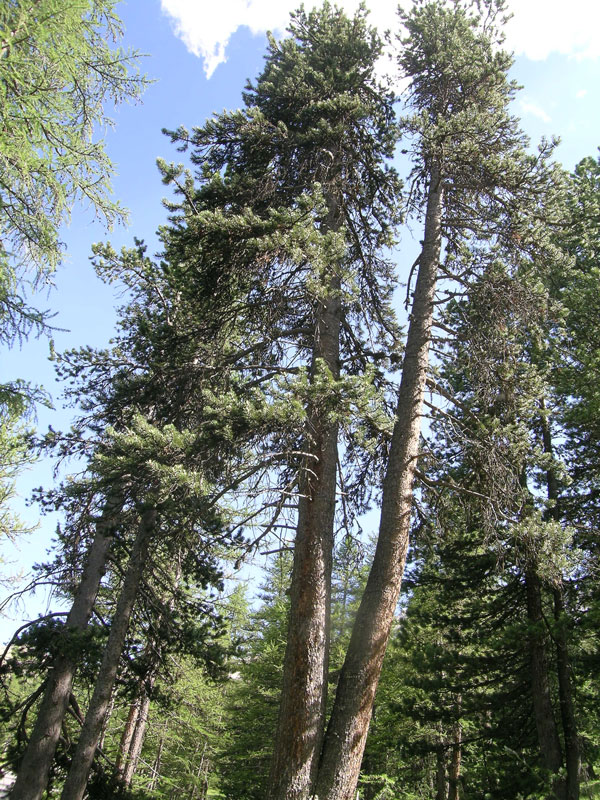 Pinus cembra / Pino cembro