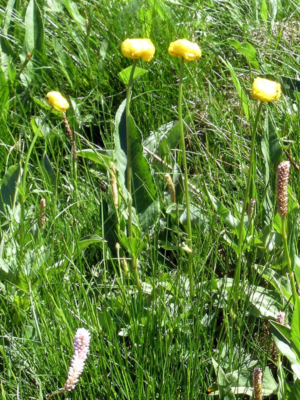 Trollius europaeus / Botton d''oro, Trollio