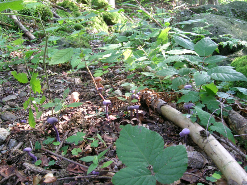 31 agosto 2005: Ossola tra faggio e abete