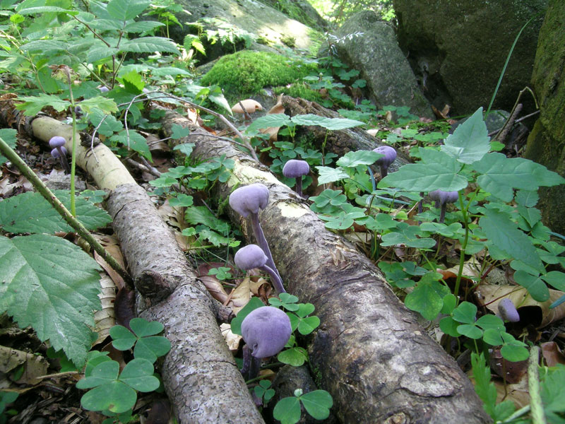 31 agosto 2005: Ossola tra faggio e abete