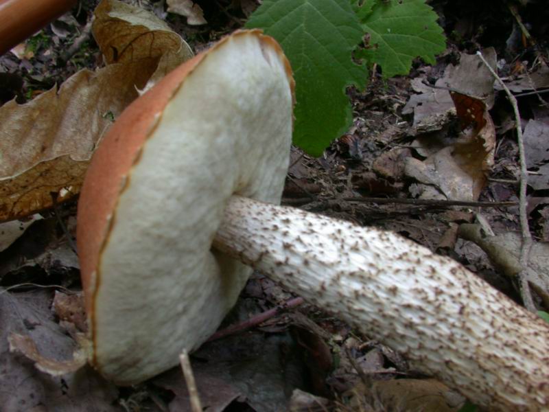 Leccinum pseudoscabrum