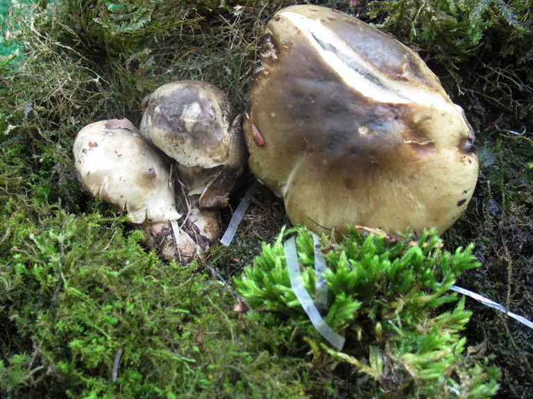 Tricholoma saponaceum