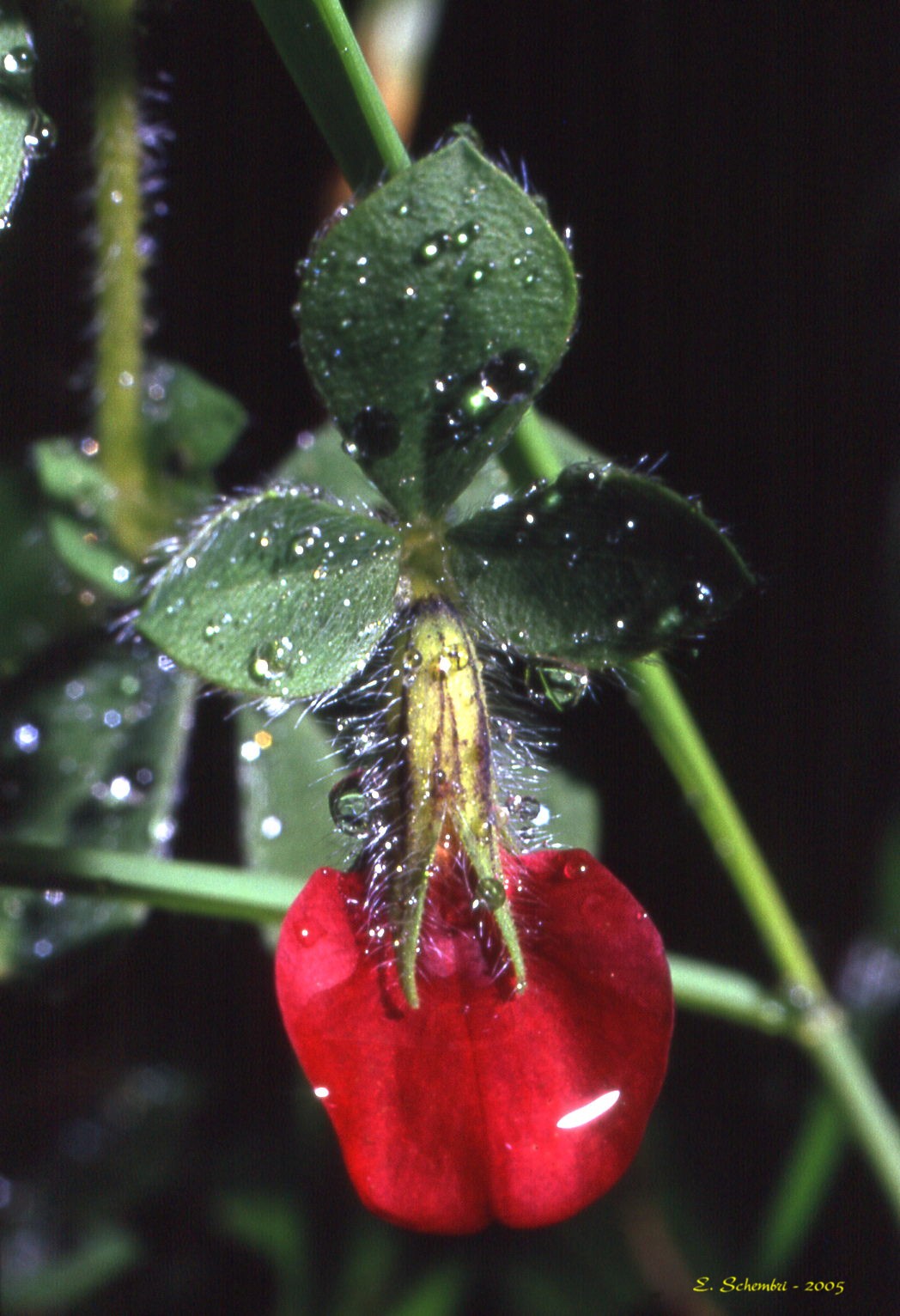 Tetragonolobus purpureus / Ginestrino rosso