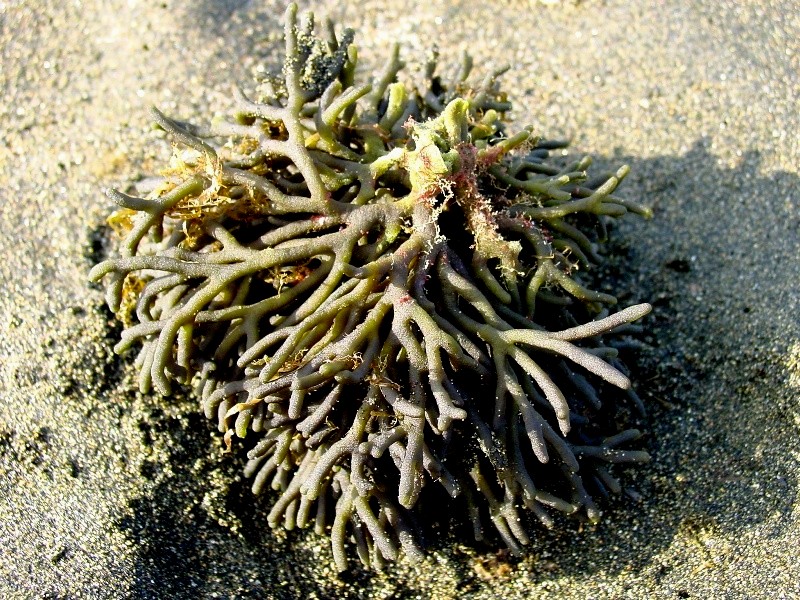 Codium sp