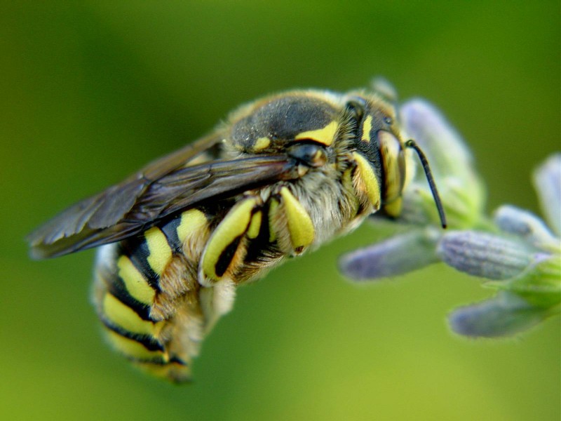 Anthidium sp.