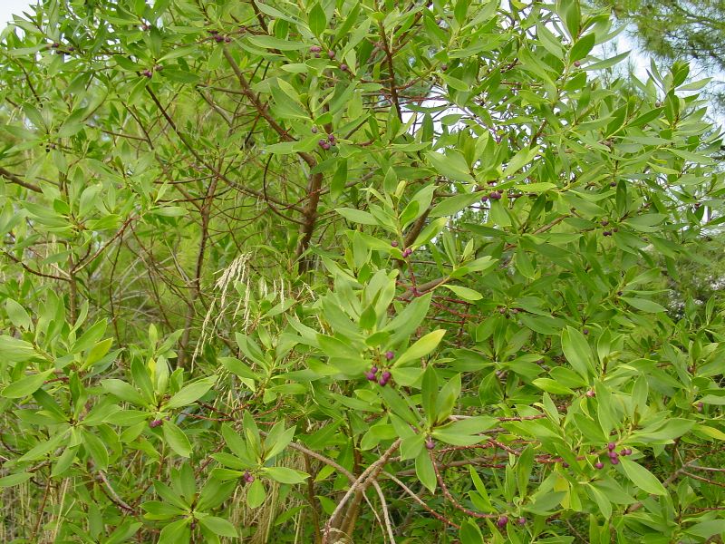 Myoporum tenuifolium