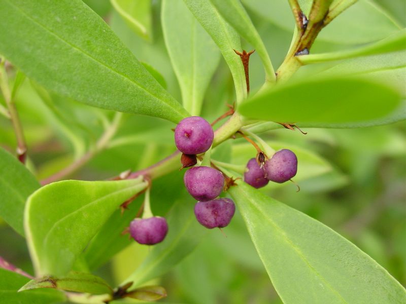 Myoporum tenuifolium